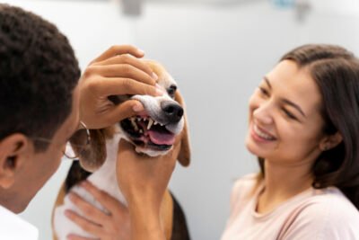 animal de estimação sendo examinado por um veterinário